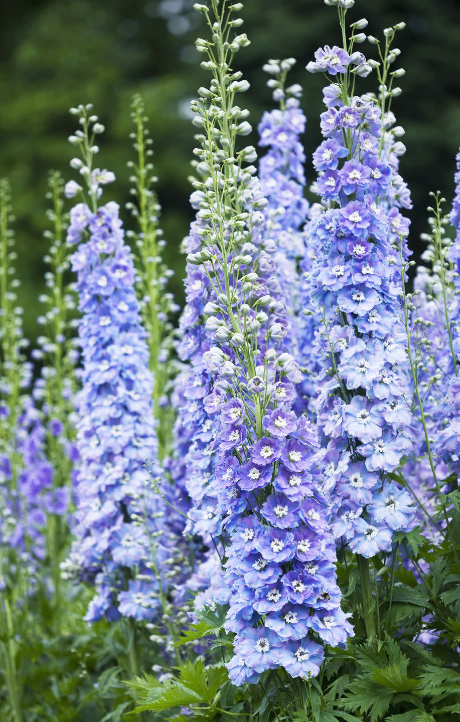 close up portrait of the blue flowers of delphinium 'spindrift' spires, perennial