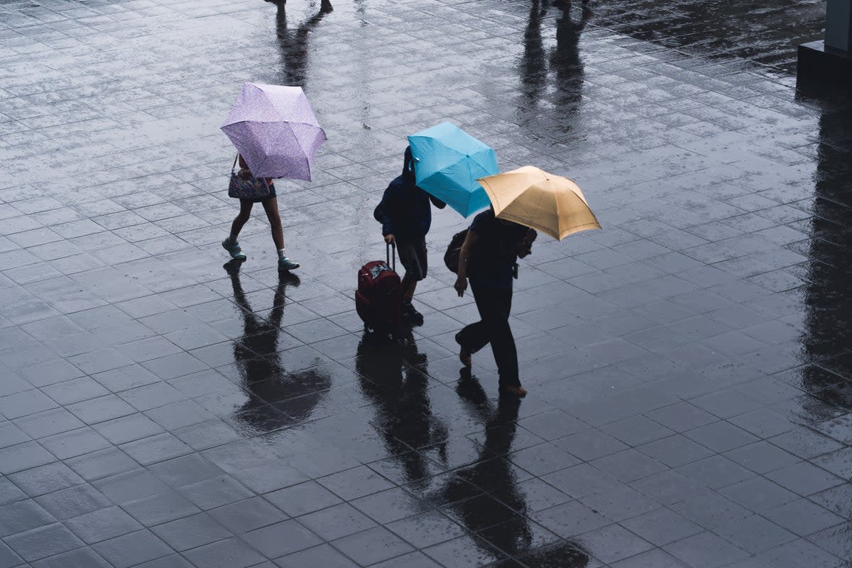 Petrichor is the word for the smell produced when rain hits dry ground. (Ryoji Iwata/Unsplash)