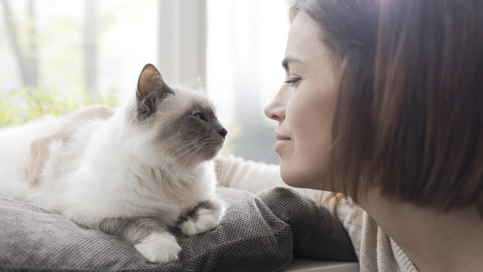 Lady and Birman cat looking at each other