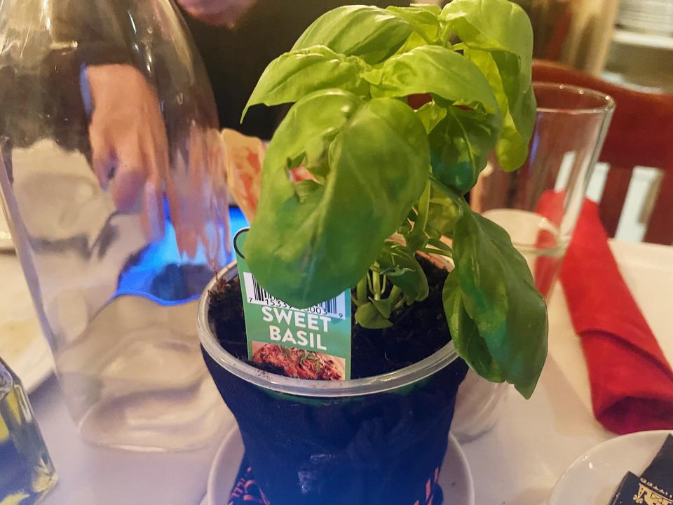 basil plant on table at joanne trattoria