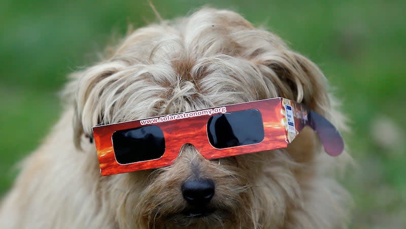 A dog wears eclipse glasses in preparation to view the eclipse in Regent's Park in London, Friday, March 20, 2015.