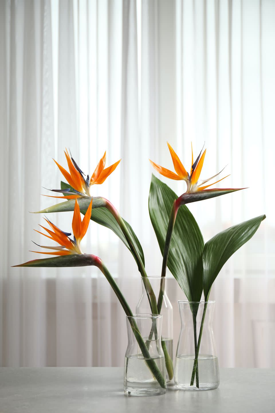 5) Strelitzia (Bird of Paradise)