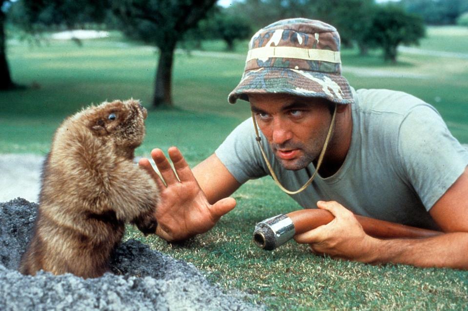 Bill Murray eye to eye with a groundhog in a scene from the film 'Caddyshack', 1980. (Photo by Orion Pictures/Getty Images)