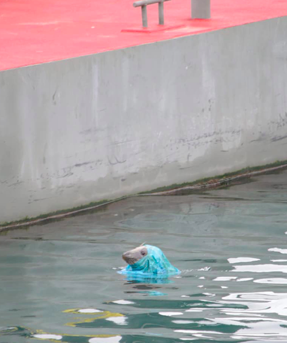 <em>A seal with a plastic bag wrap around its head at Brixham Marina (PA)</em>