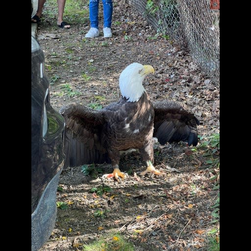 Bensalem Animal Control Officer Sarah Barnett got a surprise when she answered a call Thursday for an injured bird. It was a bald eagle.