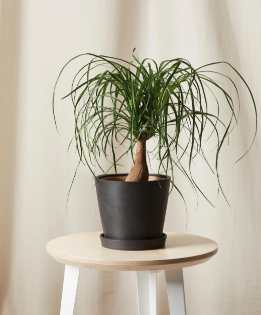 9) Ponytail Palm