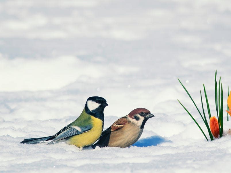 two birds love winter