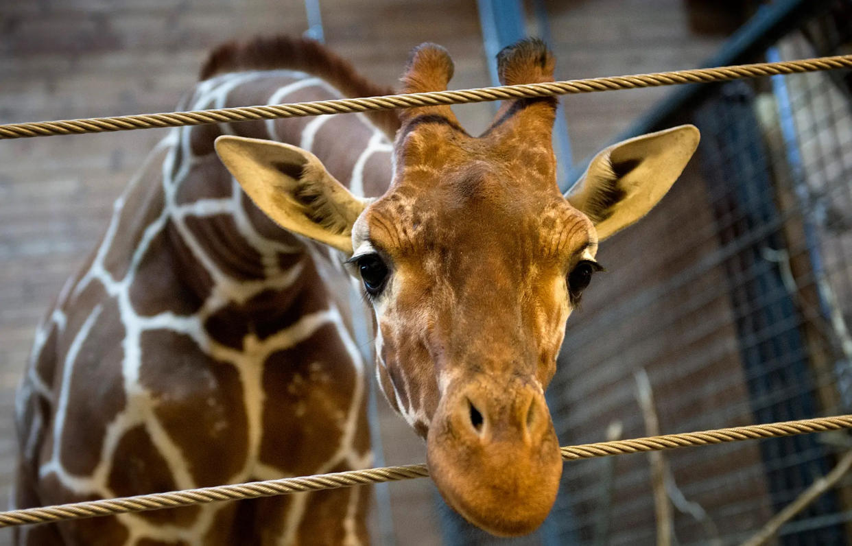 Giraffen wurden über Nacht zum Symbol für die Unzufriedenheit mit der chinesischen Wirtschaft. - Copyright: REUTERS/Keld Navntoft/Scanpix Denmark
