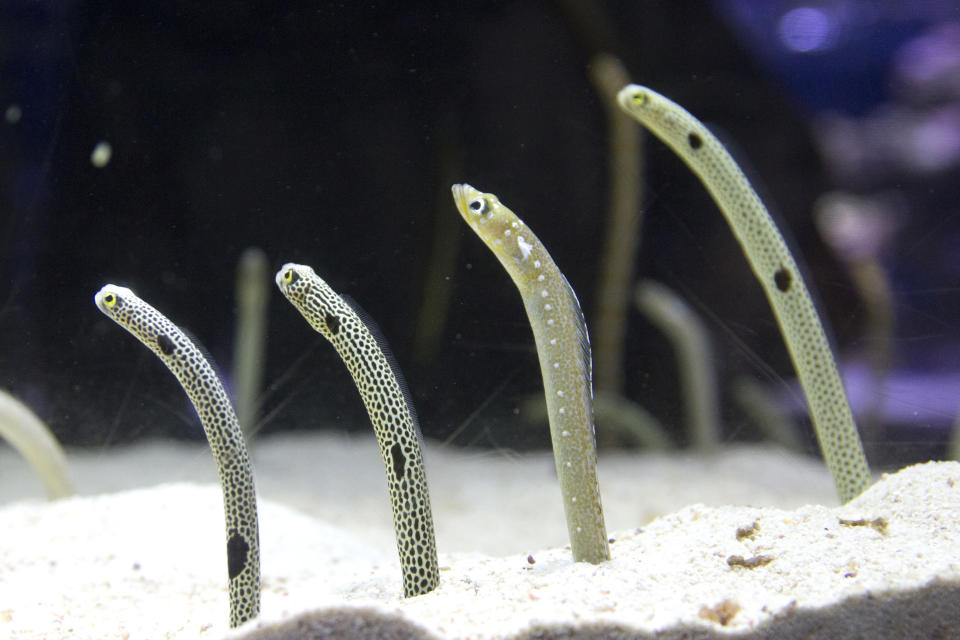 This May 1, 2020, photo provided by Sumida Aquarium shows garden eels at the aquarium's fish tank during a demonstration prior to the event titled "Garden Eels Face Show Festival” in Tokyo. The Japanese aquarium is organizing FaceTime sessions for garden eels so that they won’t go too far in their own social distancing and forget their human fans who used to gather outside their fish tank. About 300 garden eels used to pop up and down from their individual shelters dug in the sand, and let their bread stick-shaped body sway in the water. While having limited interactions with humans for two months since the aquarium temporarily closed under the coronavirus measures, the eels have largely withdrawn into their own burrows, and even hid from their keepers. (Sumida Aquarium via AP)