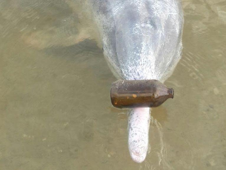 Mystique the dolphin with one of his presents: Barnacles Cafe And Dolphin Feeding Centre