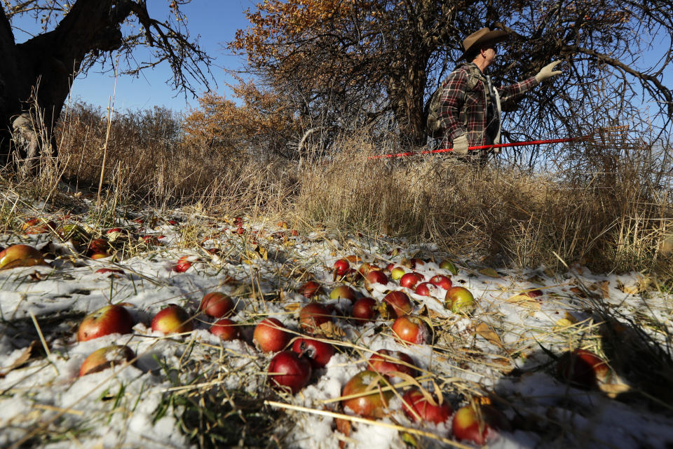 In this Oct. 29, 2019, photo, amateur botanist E.J. Brandt, of The Lost Apple Project, examines an apple tree in an orchard near Moscow, Idaho. Brandt and fellow botanist David Benscoter have rediscovered at least 13 long-lost apple varieties in homestead orchards, remote canyons and windswept fields in eastern Washington and northern Idaho that had previously been thought to be extinct. (AP Photo/Ted S. Warren)