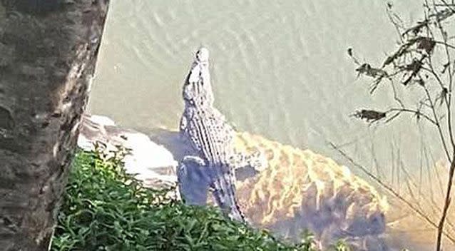 Jessica Young took this photo of a croc, but wouldn't reveal its exact location. Source: Facebook