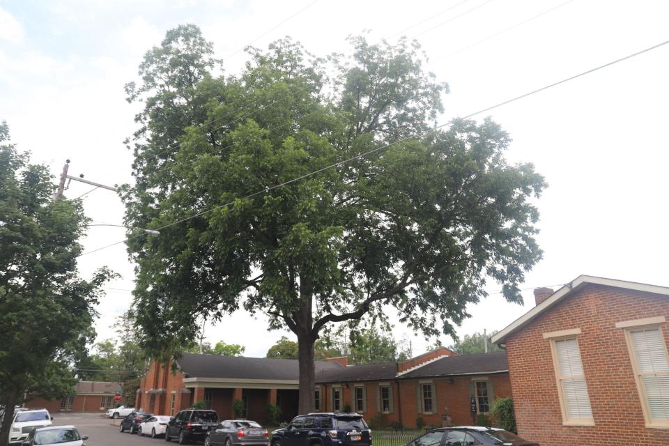 This tree is endangered by Franklin’s approval of St. Paul’s Church subdivision site plans, according to guest opinion columnist Laura Turner.