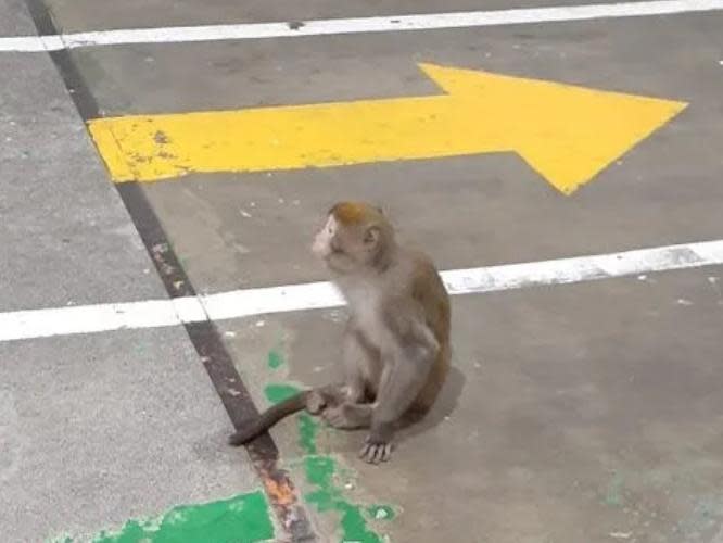 桃園日前出現一隻獨臂獼猴闖入修車廠，沒想到被捕後卻意外身亡。（翻攝自臉書）