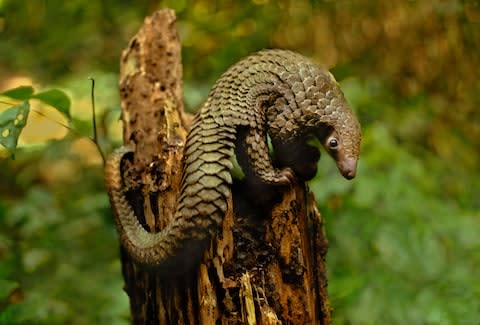 You can meet these strange critters in Liberia - Credit: GETTY