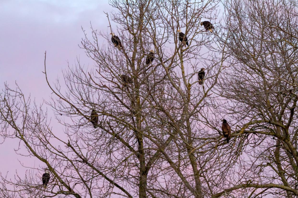 many Bald Eagles perched on tree branches at sunset, Delta, BC, Canada