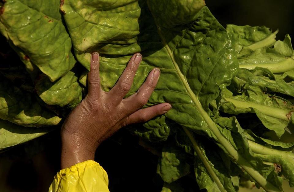 A farmworker, his hands sticky with tobacco gum, carries a batch of just-picked leaves to a trailer in a during an early morning harvest.