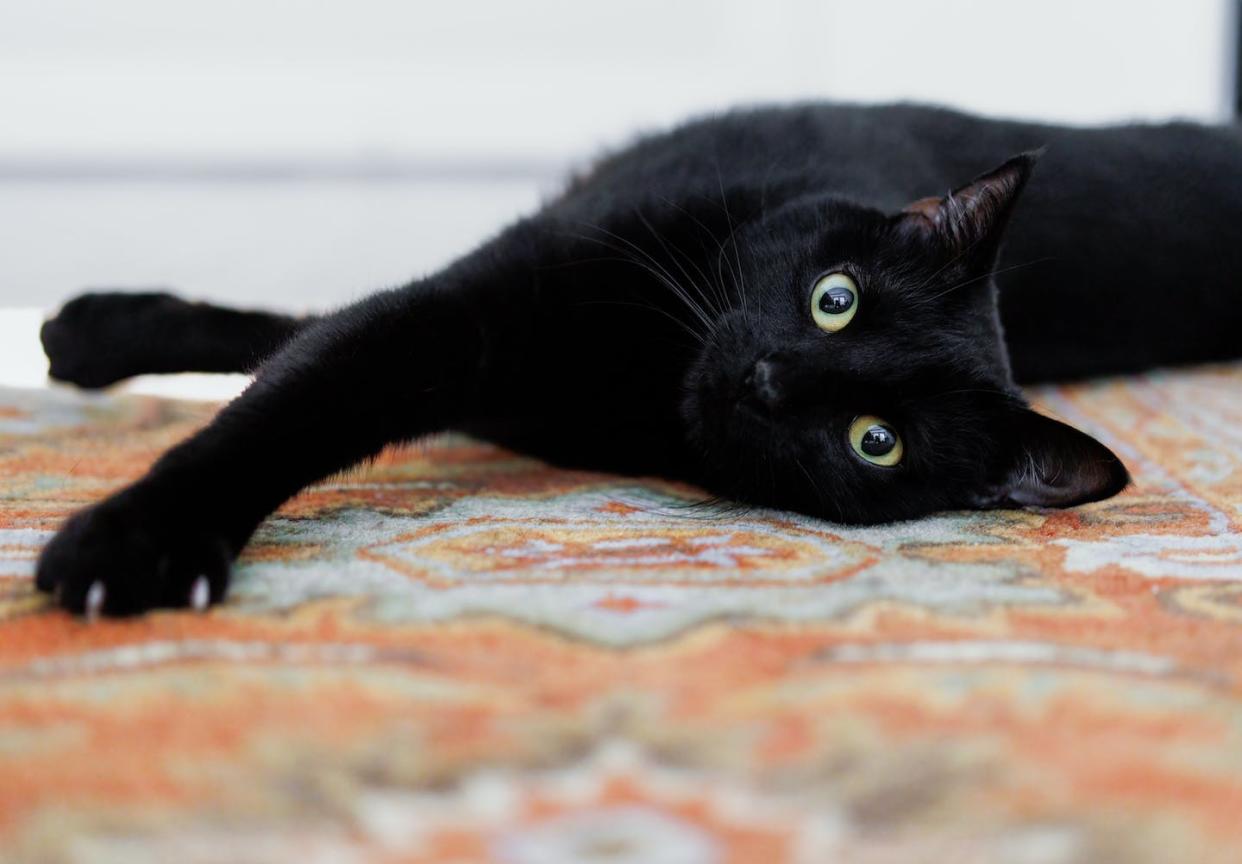 Who run the world? Cats! <a href="https://www.gettyimages.com/detail/photo/black-cat-stretches-on-rug-in-bedroom-royalty-free-image/1402118614" rel="nofollow noopener" target="_blank" data-ylk="slk:Grace Cary/Moment via Getty Images;elm:context_link;itc:0;sec:content-canvas" class="link ">Grace Cary/Moment via Getty Images</a>