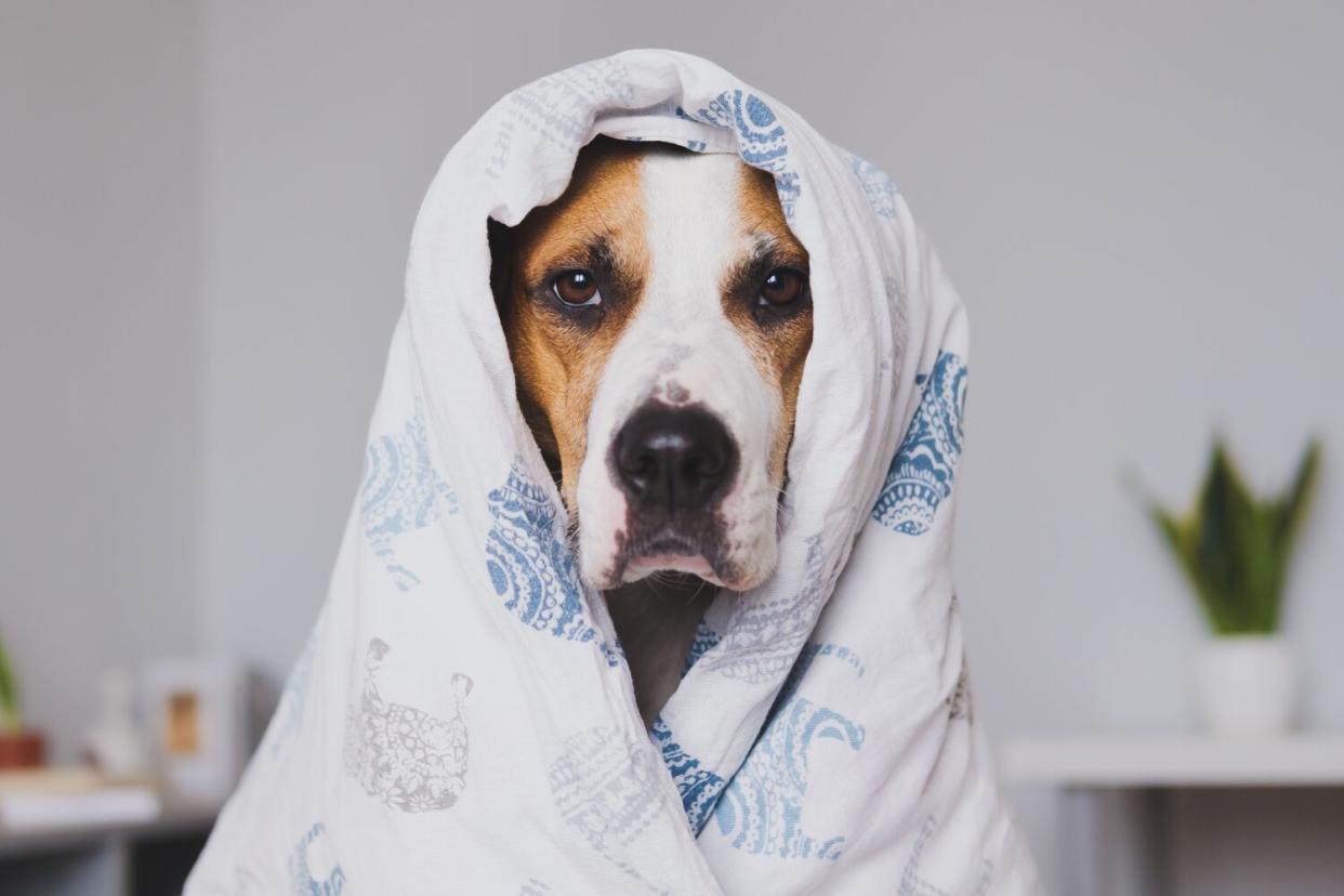 sick dog for canine flu explainer
