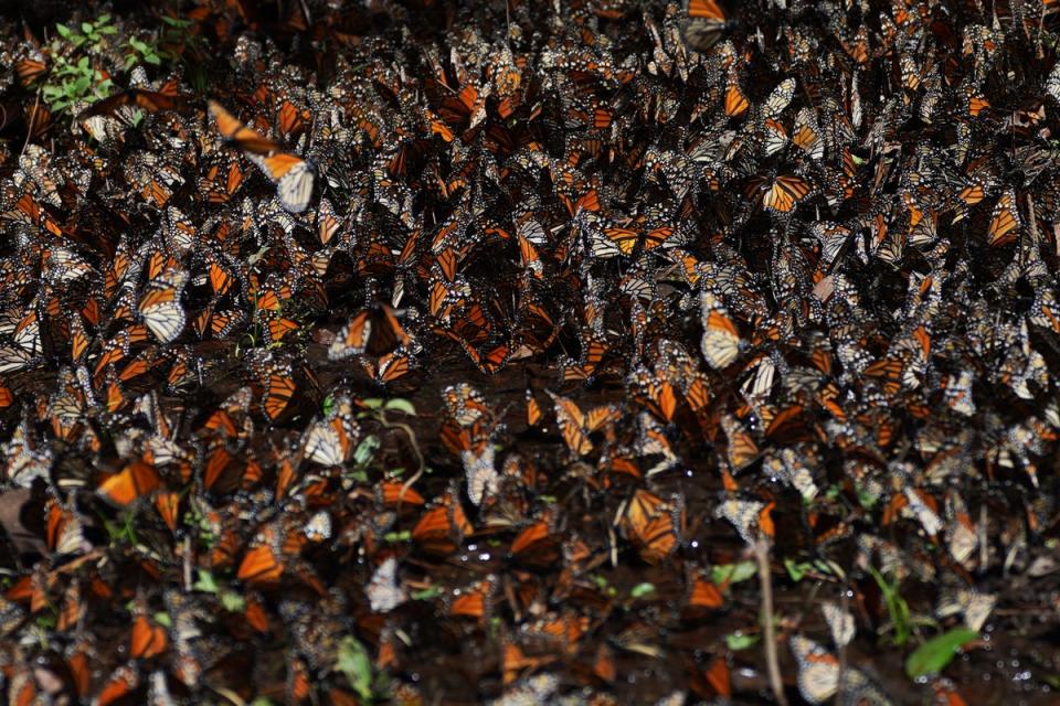 MÉXICO-MARIPOSA MONARCA (AP)