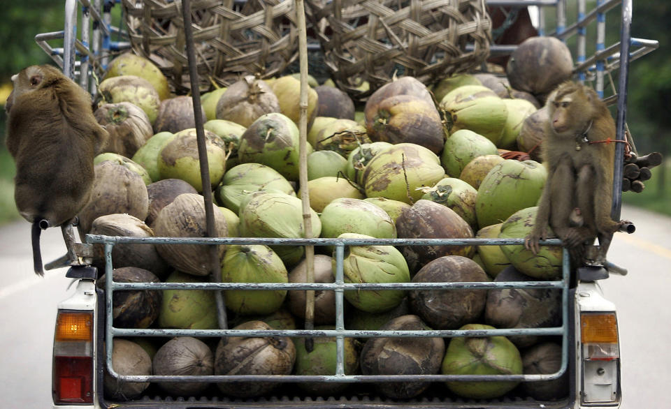 FILE - In this Friday, Nov. 3, 2006, file photo, monkeys ride on the back of a pickup truck loaded with coconuts after they collecting them from a plantation in Chumphon province, southern Thailand. Thailand's coconut-picking monkeys, long a popular tourist attraction, have become a sensitive trade issue as British activists claim the animals are abused and push for a boycott of the nation's coconut products. (AP Photo/Apichart Weerawong)