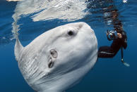 Dieser Mondfisch macht seinem Namen wirklich alle Ehre. Dem Naturfotografen Daniel Botelho ist ein seltener Meisterschuss gelungen - sein im kalifornischen San Diego aufgenommenes Bild ging um die Welt, nachdem es auf Facebook gepostet wurde.