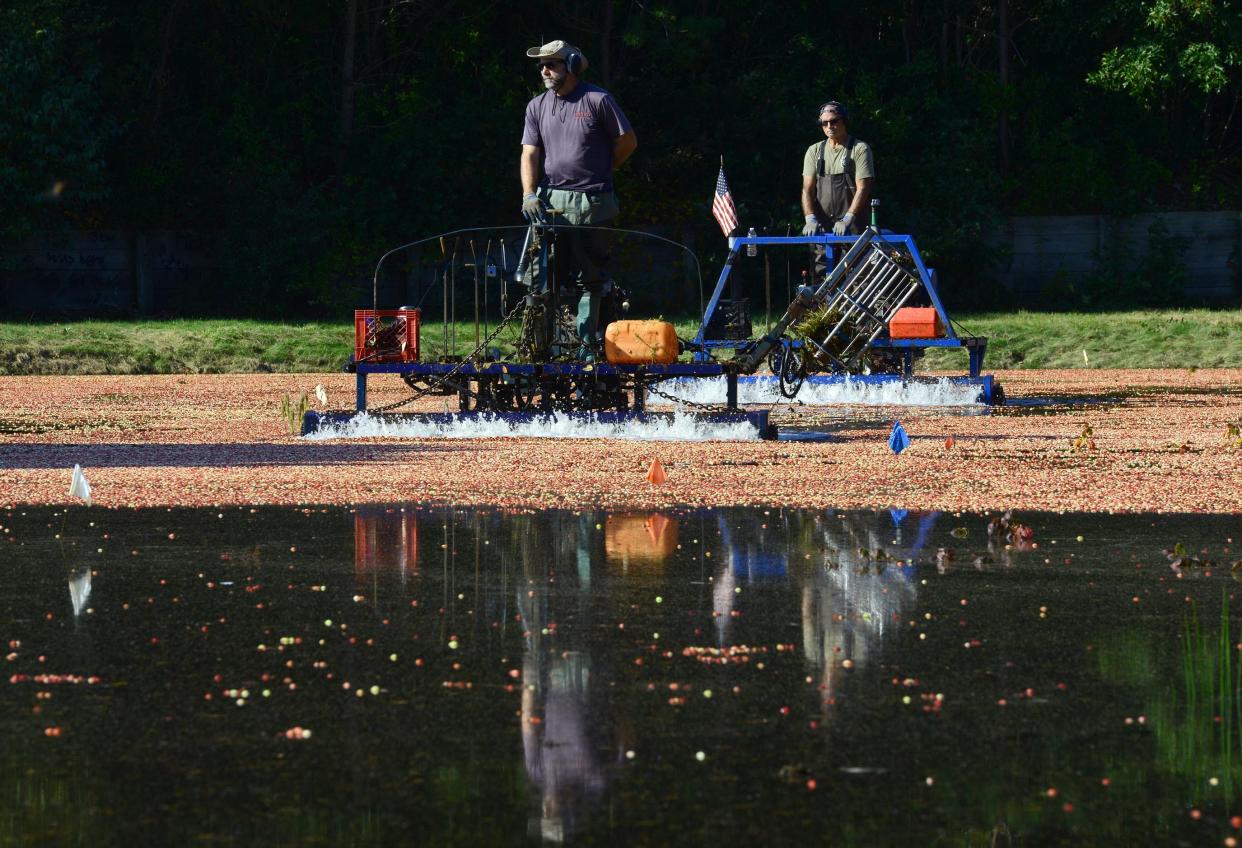 In this October 2023 photo, Sean Hallett, left, and Peter Thomas shake up a sea of red during a cranberry wet harvest of a two and a half acre bog on the Willowbend Golf Course in Mashpee.