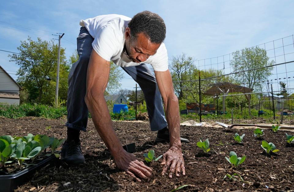 Victory Garden Initiative Urban Farm garden manager, Aaron Wynn, works planting collard greens in the garden on East Concordia Avenue in Milwaukee on Thursday, May 11, 2023. The Victory Garden Initiative had to cancel its annual garden blitz, an event where volunteers build raised garden beds throughout Milwaukee County. They canceled because of the economic strains of covid-19.