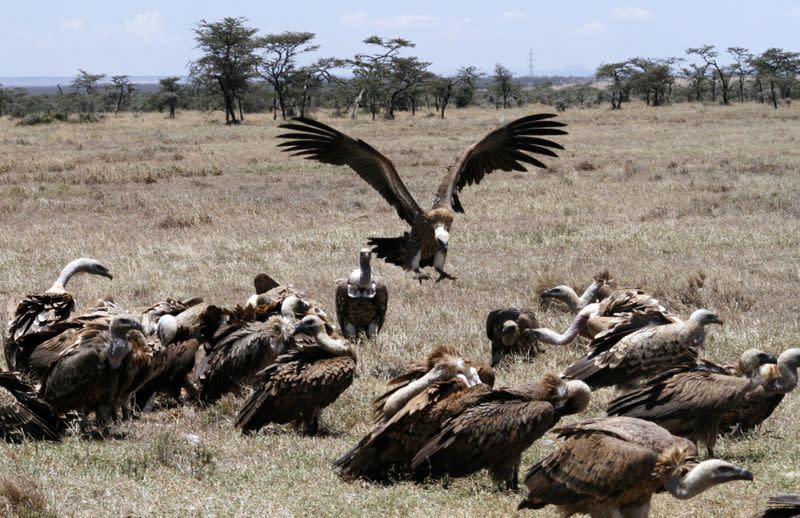 A committee of vultures gather for scavenging at the Ol Pejeta Conservancy near Nanyuki, in Laikipia county