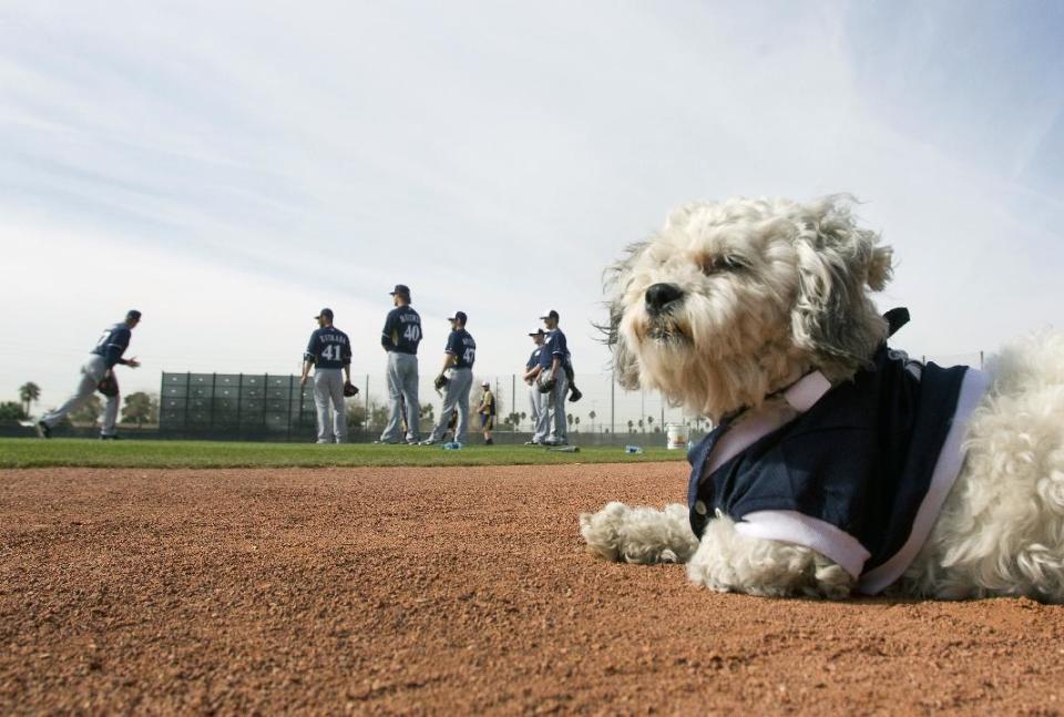 Hank, a stray dog that the Brewers recently found wandering their practice fields at Maryvale Baseball Park watches spring training on Friday, Feb. 21, 2014, in Phoenix. The team and staff have been taking care of Hank since he was found at the park on President's Day. Hank is named after Hank Aaron. (AP Photo/The Arizona Republic, Cheryl Evans) MARICOPA COUNTY OUT; MAGS OUT; NO SALES