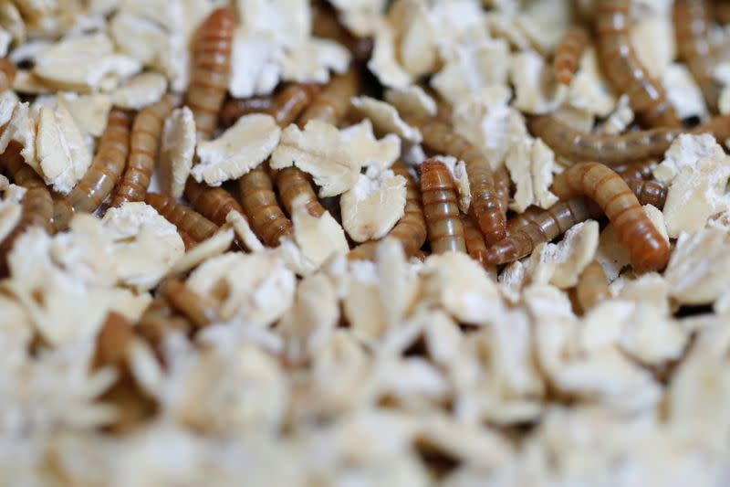 Insects on the menu: EU gives green light to eating mealworms