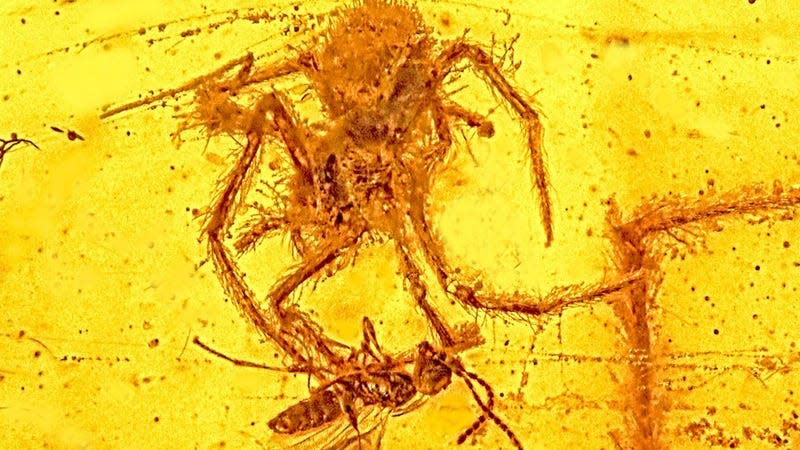 A spider pouncing on a parasitic wasp, in an ancient scene preserved in amber. - Image: OSU College of Science