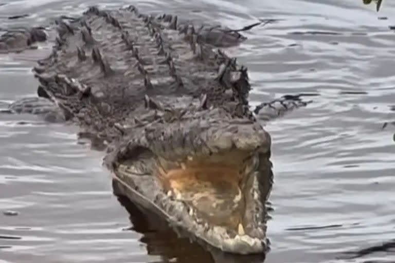 Más de 70 cocodrilos escaparon de una granja en la ciudad de Maoming, en la provincia de Guangdong, al sur de China.