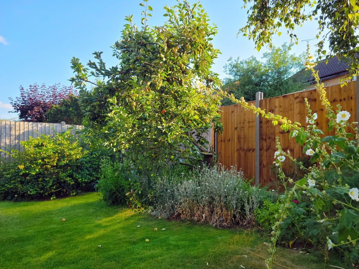 Back garden with fruit tress and fencing.