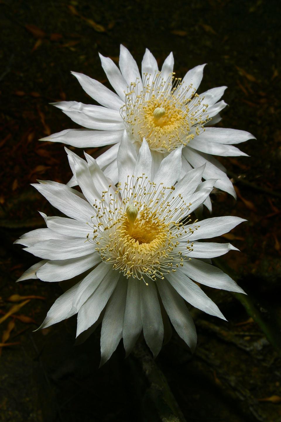 Queen of the Night, the flower of a mysterious Sonoran cactus, blooms for a single night each summer.