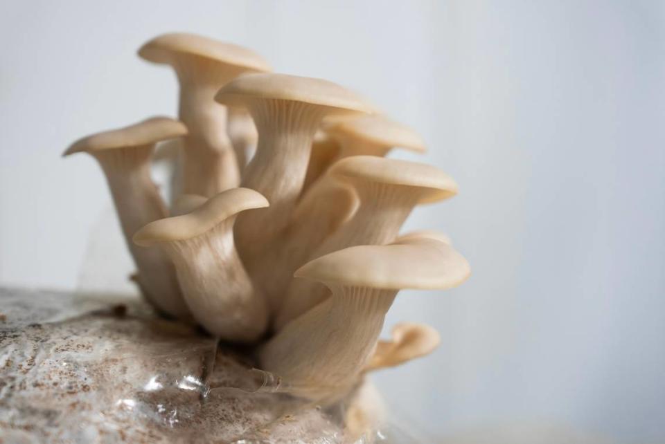 Oyster mushrooms pop out of a bag in the fruiting room at Myers Mushrooms in Haysville.