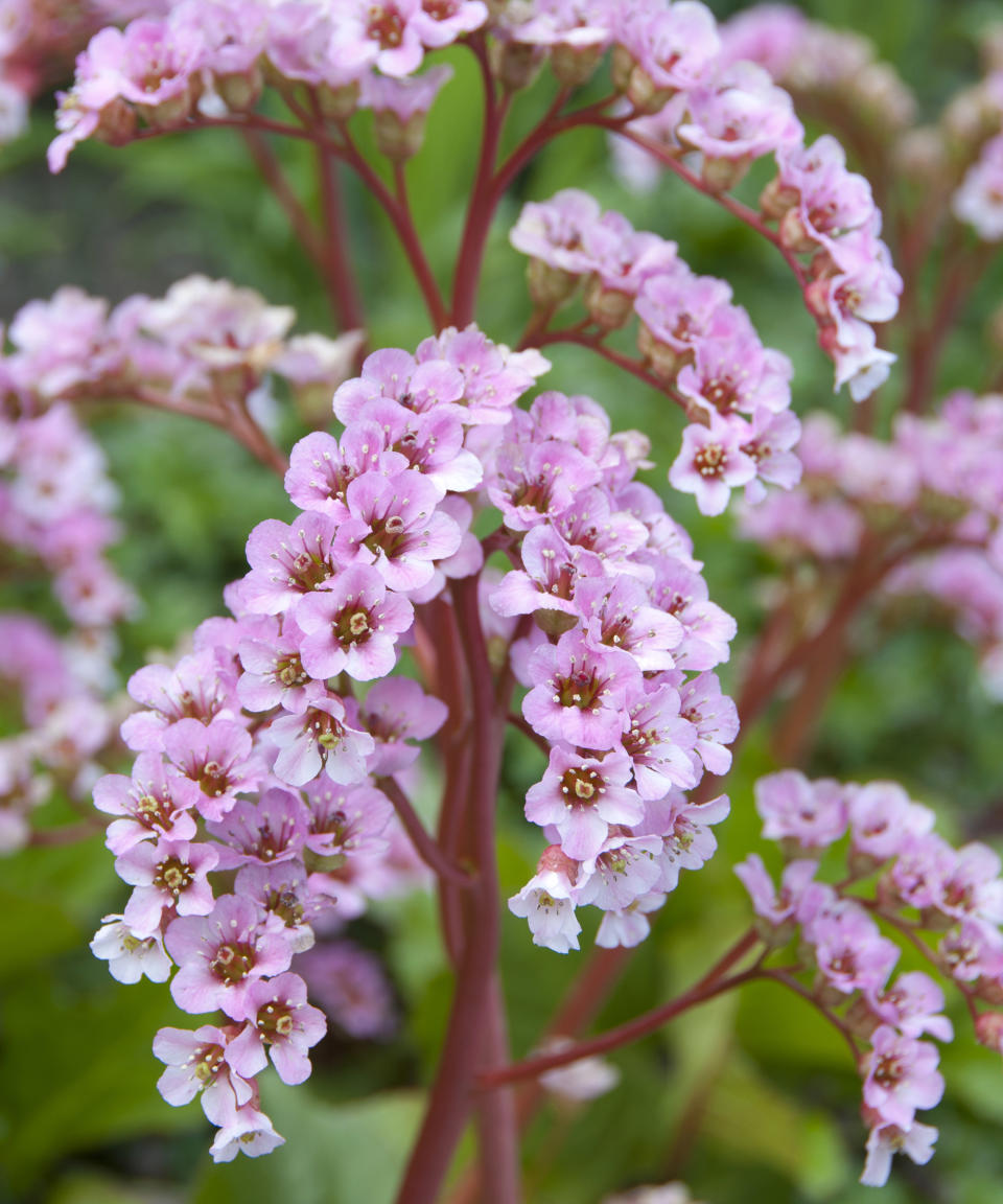 bergenia ‘Silberlicht’ in bloom in spring display