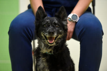 Guba, the 6 year-old normal weight Mudi, is seen during a test trying to find the reasons for obesity at the Ethology Department of the ELTE University in Budapest, Hungary, June 11, 2018. Picture taken June 11, 2018. REUTERS/Tamas Kaszas