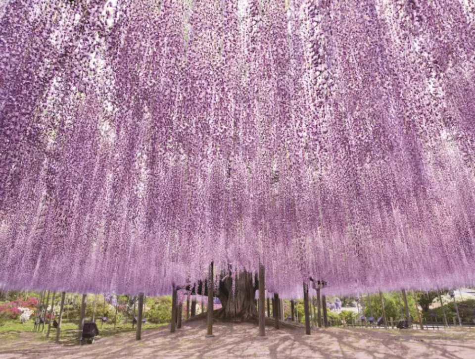 日本旅遊｜日本花季全攻略！一年四季花期、賞花景點推介一覽 4月紫藤花、鬱金香、芝櫻、粉蝶花