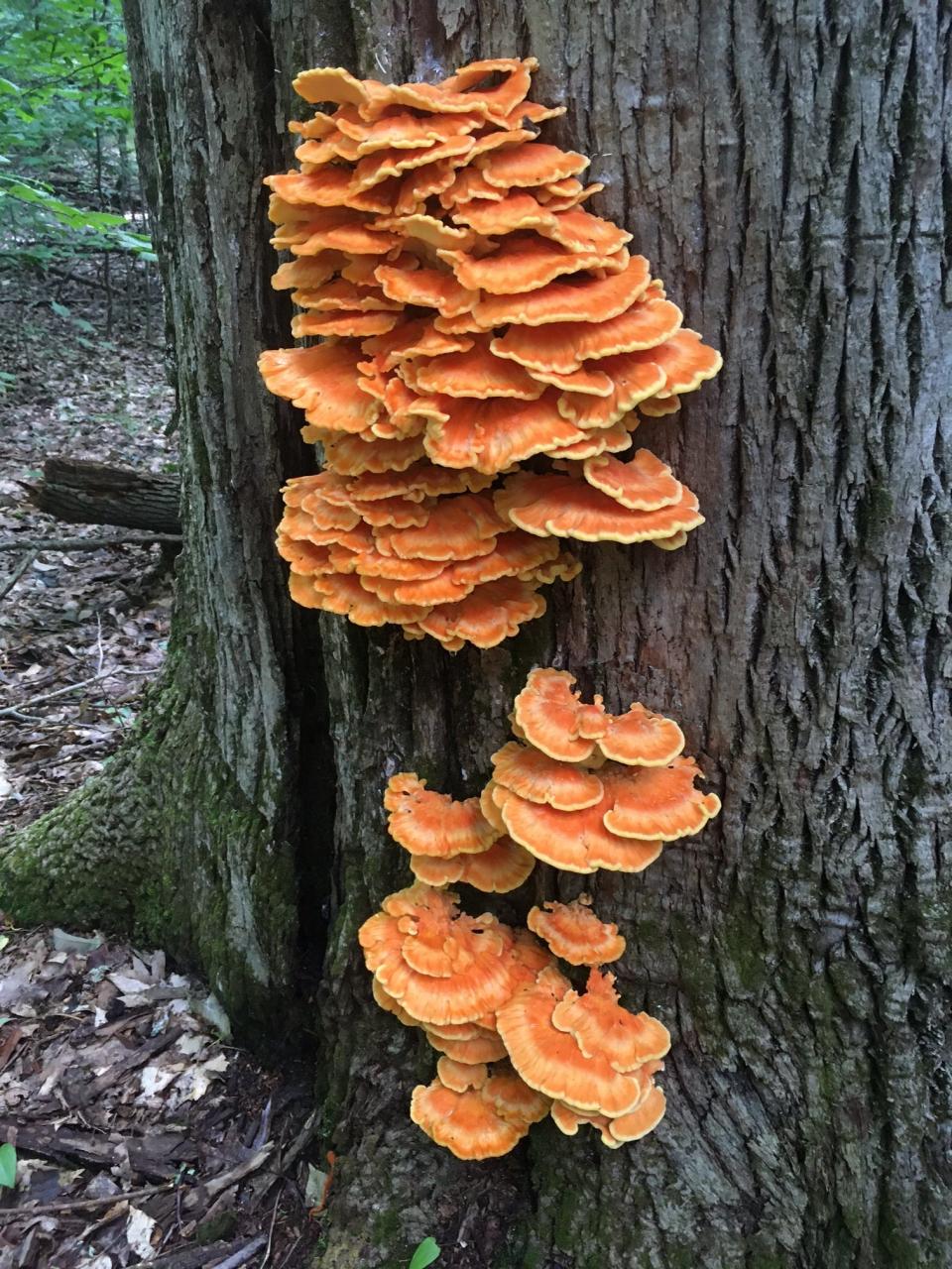 Chicken-of-the-woods mushroom growing on a tree.