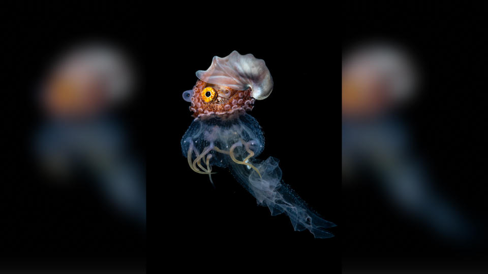 A small cephalopod species that appears to have a white shells sits perched ontop of a jellyfish species against the dark underwater background.