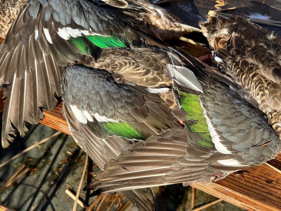 Colors of northern shoveler wing feathers shine during a duck hunt at Horicon Marsh State Wildlife Area in Horicon.