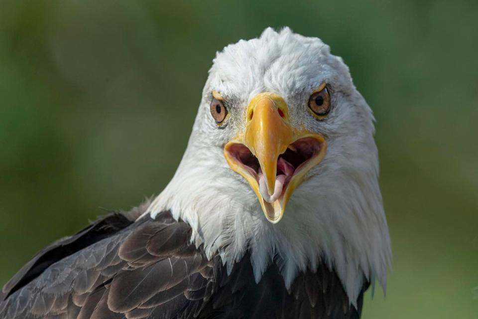 A bald eagle will be part of the Saturday lineup at Audubon's Raptor Weekend.