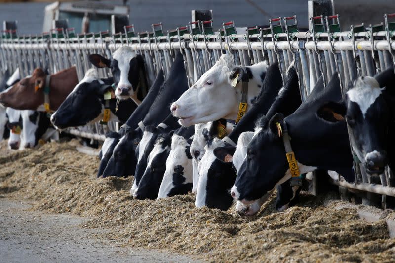 Cows eat at a dairy farm in Lizines