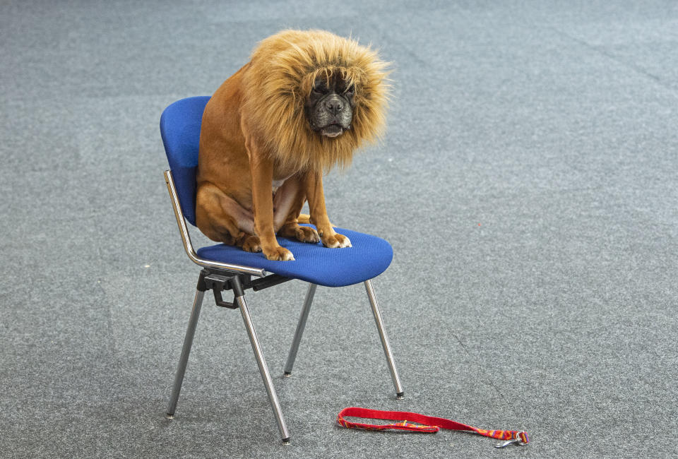 <p>A boxer dog dressed a a lion waits before a performance during an international dog and cat exhibition in Erfurt, Germany, June 16, 2018. (Photo: Jens Meyer/AP) </p>