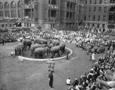 <p>Men, women and children at Bellevue Hospital watch the elephants during the 48th annual performance of the Ringling Brothers Barnum and Bailey Circus on the hospital parade grounds in New York on April 21, 1950. Thirteen acts were presented during the one-hour show. (AP Photo/Tom Fitzsimmons) </p>