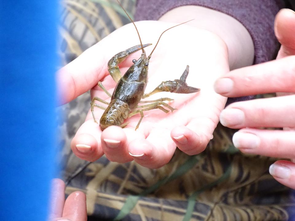 There are 669 different species of crayfish.