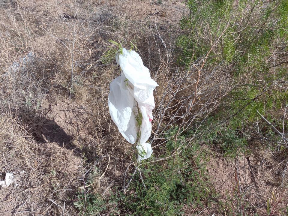 A plastic bag rests on a mesquite bush near the Eddy County Fairgrounds in Artesia on April 26, 2023. An effort to ban single use plastic bags did not make it out of the 2023 New Mexico Legislature.