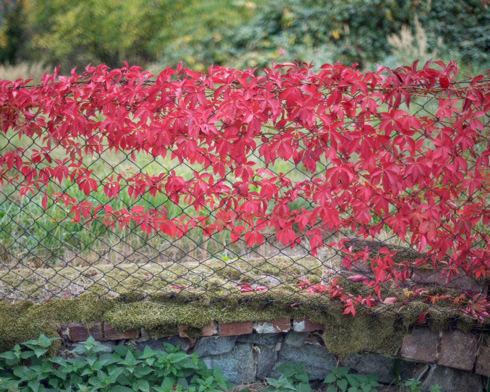 9. Virginia Creeper (Parthenocissus quinquefolia)