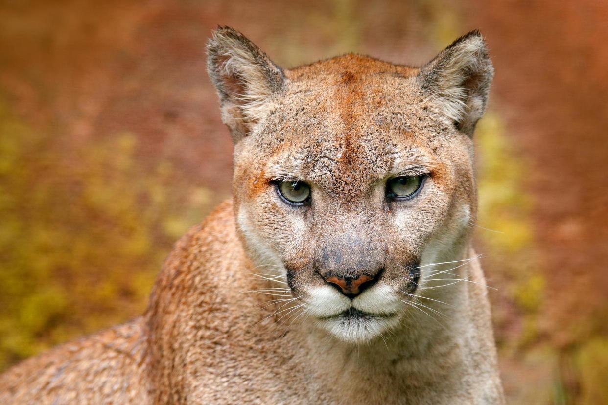 A cougar has attacked and killed a cyclist near Seattle: Shutterstock / Ondrej Prosicky